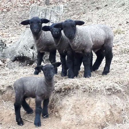 L'arbo * Andorno Micca