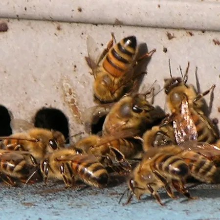 Alpesi faház L'arbo Andorno Micca